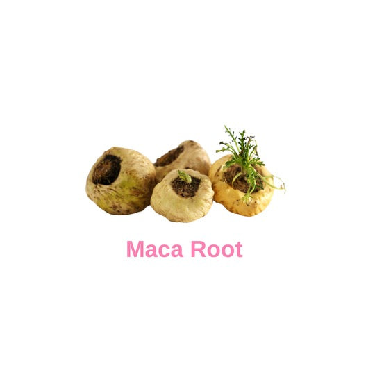 Close up of raw Peruvian Maca root, a key ingredient in Bodied by Bella products